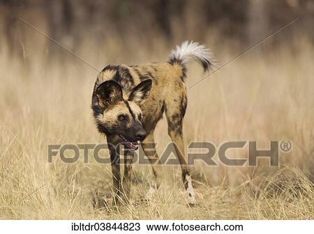 "African Wild Dog (Lycaon pictus), aggressive behaviour, endangered species, captive, Harnas Wildlife Foundation, Namibia, Africa" View Large Photo Image Stock Image - "African Wild Dog (Lycaon pictus), aggressive behaviour, endangered species, captive, Harnas Wildlife Foundation, Namibia, Africa". Fotosearch