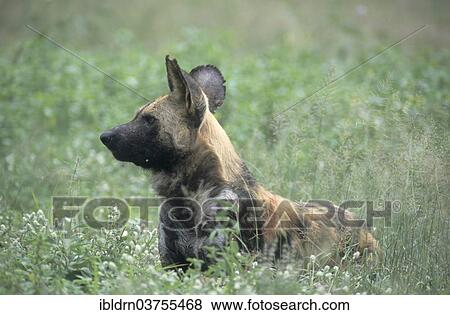 Stock Photo - "African Wild Dog (Lycaon pictus), Savute, North-West District, Botswana, Africa". Fotosearch