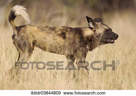 Stock Photo - "African Wild Dog (Lycaon pictus), aggressive behaviour, endangered species, captive, Harnas Wildlife Foundation, Namibia, Africa". Fotosearch