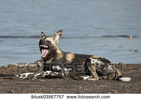 "African Wild Dog (Lycaon pictus), yawning, on the shore of Masek Lake, Ndutu area, Serengeti, Tanzania, Africa" View Large Photo Image Stock Photo - "African Wild Dog (Lycaon pictus), yawning, on the shore of Masek Lake, Ndutu area, Serengeti, Tanzania, Africa". Fotosearch