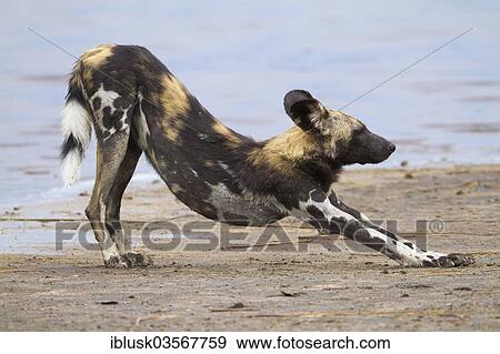 "African Wild Dog (Lycaon pictus) stretching, on the shore of Masek Lake, Ndutu area, Serengeti, Tanzania, Africa" View Large Photo Image Stock Photo - "African Wild Dog (Lycaon pictus) stretching, on the shore of Masek Lake, Ndutu area, Serengeti, Tanzania, Africa". Fotosearch