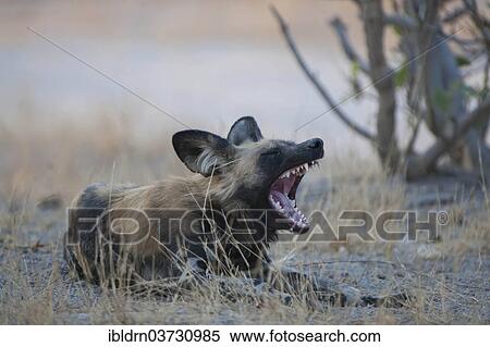 "African Wild Dog (Lycaon pictus), Savute, North-West District, Botswana, Africa" View Large Photo Image Stock Photography - "African Wild Dog (Lycaon pictus), Savute, North-West District, Botswana, Africa". Fotosearch