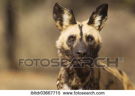 "African Wild Dog (Lycaon pictus), captive, Harnas Wildlife Foundation, Namibia, Africa" View Large Photo Image Stock Photography - "African Wild Dog (Lycaon pictus), captive, Harnas Wildlife Foundation, Namibia, Africa". Fotosearch
