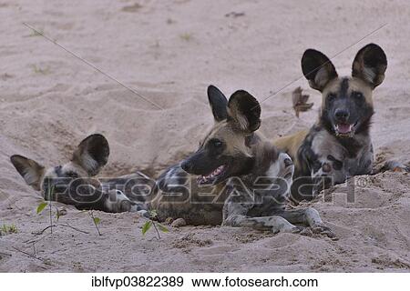 Stock Photo - "African Wild Dogs (Lycaon pictus), South Luangwa National Park, Zambia, Africa". Fotosearch