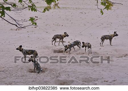 Stock Photography - "African Wild Dogs (Lycaon pictus), South Luangwa National Park, Zambia, Africa". Fotosearch