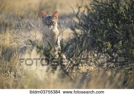 Picture - "African wildcat (Felis lybica), Savute, North-West District, Botswana, Africa". Fotosearch