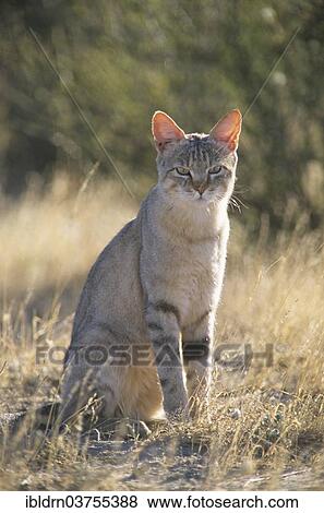 Stock Photo - "African wildcat (Felis lybica), Savute, North-West District, Botswana, Africa". Fotosearch