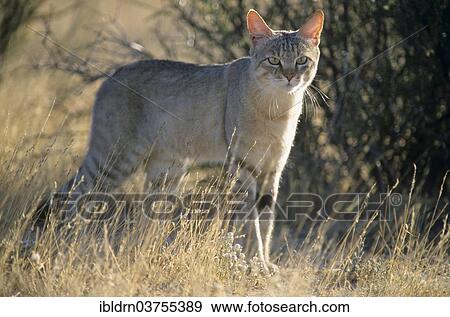 "African wildcat (Felis lybica), Savute, North-West District, Botswana, Africa" View Large Photo Image Stock Photo - "African wildcat (Felis lybica), Savute, North-West District, Botswana, Africa". Fotosearch