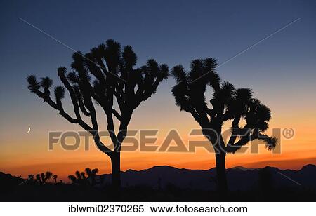"After sunset, Joshua Trees or Palm Tree Yuccas (Yucca brevifolia), Joshua Tree National Park, Mojave Desert, California, Southwest, United States of America, USA" View Large Photo Image Stock Photography - "After sunset, Joshua Trees or Palm Tree Yuccas (Yucca brevifolia), Joshua Tree National Park, Mojave Desert, California, Southwest, United States of America, USA". Fotosearch