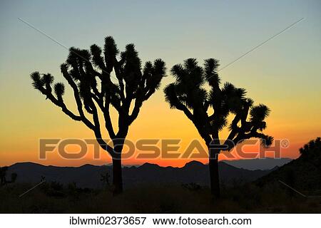 "After sunset, Joshua trees (Yucca brevifolia), Joshua Tree National Park, Mojave Desert, California, USA" View Large Photo Image Stock Photo - "After sunset, Joshua trees (Yucca brevifolia), Joshua Tree National Park, Mojave Desert, California, USA". Fotosearch