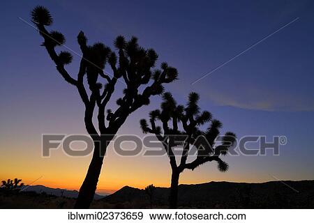 "After sunset, Joshua trees (Yucca brevifolia), Joshua Tree National Park, Mojave Desert, California, USA" View Large Photo Image Stock Photo - "After sunset, Joshua trees (Yucca brevifolia), Joshua Tree National Park, Mojave Desert, California, USA". Fotosearch