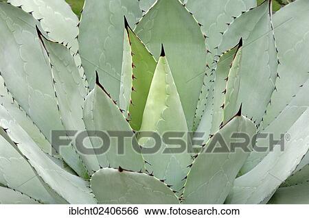 Stock Photograph - "Agave (Agave parrasana), native to Mexico, North America". Fotosearch