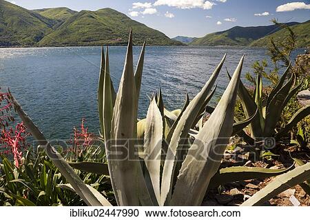 "Agaves (Agave) on the lakeshore of Brissago Islands, lake Lago Maggiore, Ticino, Switzerland, Europe" View Large Photo Image Stock Image - "Agaves (Agave) on the lakeshore of Brissago Islands, lake Lago Maggiore, Ticino, Switzerland, Europe". Fotosearch