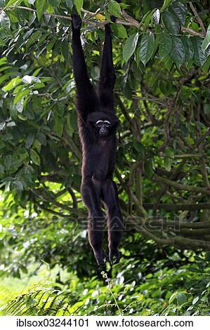 Stock Image - "Agile Gibbon or Black-handed Gibbon (Hylobates agilis) hanging from a tree, native to Asia, captive, Singapore, Singapore, Asia". Fotosearch