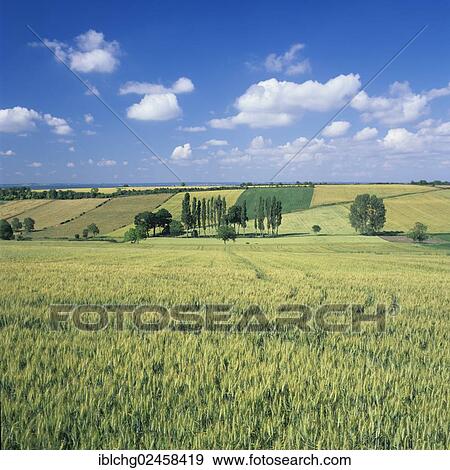 "Agricultural landscape near Charroux, Bourbonnais, Auvergne, France, Europe" View Large Photo Image Stock Photo - "Agricultural landscape near Charroux, Bourbonnais, Auvergne, France, Europe". Fotosearch