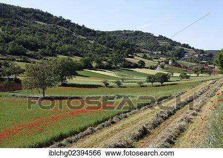 "Agricultural landscape near Peyre, Millau, Parc Naturel Regional des Grands Causses, Natural Regional Park of Grands Causses, Aveyron, Midi Pyrenees, France, Europe" View Large Photo Image Stock Photograph - "Agricultural landscape near Peyre, Millau, Parc Naturel Regional des Grands Causses, Natural Regional Park of Grands Causses, Aveyron, Midi Pyrenees, France, Europe". Fotosearch