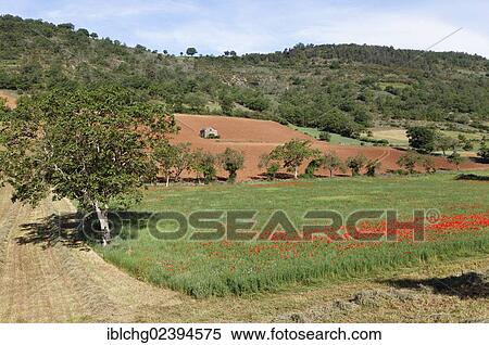 "Agricultural landscape near Peyre, Millau, Parc Naturel Regional des Grands Causses, Natural Regional Park of Grands Causses, Aveyron, Midi Pyrenees, France, Europe" View Large Photo Image Stock Photography - "Agricultural landscape near Peyre, Millau, Parc Naturel Regional des Grands Causses, Natural Regional Park of Grands Causses, Aveyron, Midi Pyrenees, France, Europe". Fotosearch