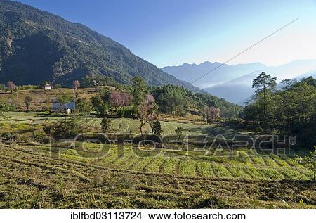 Picture - "Agricultural landscape with hills and forrest in the back, Bhandar, Solukhumbu District, Sagarmatha Zone, Nepal, Asia". Fotosearch