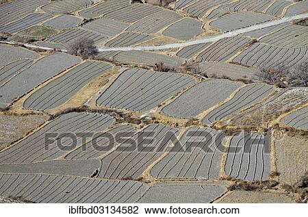 "Agricultural used fields around Kaghbeni, little town in the Kali Ghandaki Valley and snowy mountains around. Seen from above, Kagbeni, Mustang District, Nepal, Asia" View Large Photo Image Stock Image - "Agricultural used fields around Kaghbeni, little town in the Kali Ghandaki Valley and snowy mountains around. Seen from above, Kagbeni, Mustang District, Nepal, Asia". Fotosearch