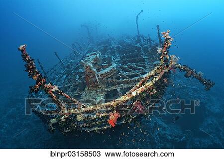 "Aida shipwreck, Brother Islands, Egypt, Africa" View Large Photo Image Stock Image - "Aida shipwreck, Brother Islands, Egypt, Africa". Fotosearch