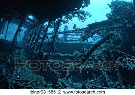 Stock Image - "Aida shipwreck, Brother Islands, Egypt, Africa". Fotosearch