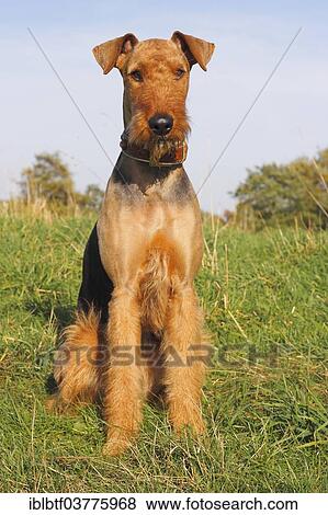 "Airedale Terrier, 2 years, sitting on grass, North Rhine-Westphalia, Germany, Europe" View Large Photo Image Stock Photo - "Airedale Terrier, 2 years, sitting on grass, North Rhine-Westphalia, Germany, Europe". Fotosearch