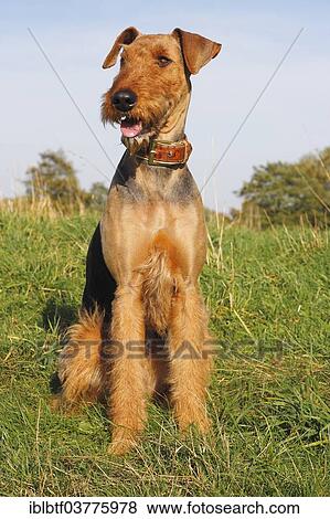 Stock Photo - "Airedale Terrier, 2 years, sitting on grass, North Rhine-Westphalia, Germany, Europe". Fotosearch
