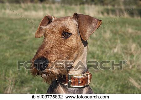 "Airedale Terrier, female, bitch, head, North Rhine-Westphalia, Germany, Europe" View Large Photo Image Stock Image - "Airedale Terrier, female, bitch, head, North Rhine-Westphalia, Germany, Europe". Fotosearch