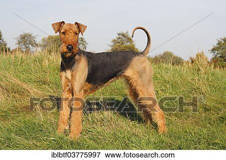 "Airedale terrier, female, bitch, standing on grass, North Rhine-Westphalia, Germany, Europe" View Large Photo Image Stock Photo - "Airedale terrier, female, bitch, standing on grass, North Rhine-Westphalia, Germany, Europe". Fotosearch