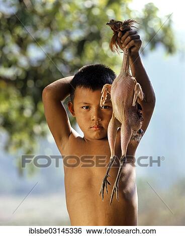 "Akha boy presenting a plucked chicken, Chiang Rai Province, Northern Thailand, Thailand, Asia" View Large Photo Image Stock Photograph - "Akha boy presenting a plucked chicken, Chiang Rai Province, Northern Thailand, Thailand, Asia". Fotosearch