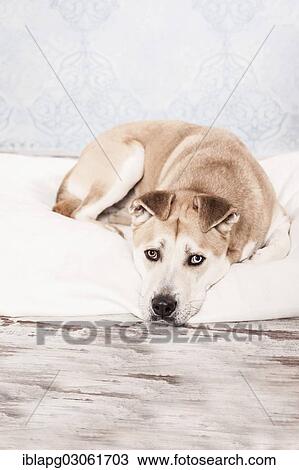 "Akita Inu mixed-breed dog, lying in a dog bed" View Large Photo Image Stock Image - "Akita Inu mixed-breed dog, lying in a dog bed". Fotosearch