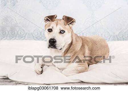 "Akita Inu mixed-breed dog, lying in a dog bed" View Large Photo Image Stock Photo - "Akita Inu mixed-breed dog, lying in a dog bed". Fotosearch