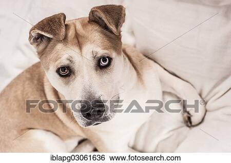 "Akita Inu mixed-breed dog, lying in a dog bed" View Large Photo Image Stock Photograph - "Akita Inu mixed-breed dog, lying in a dog bed". Fotosearch
