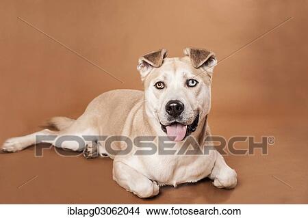 "Akita Inu mixed-breed dog, lying" View Large Photo Image Picture - "Akita Inu mixed-breed dog, lying". Fotosearch