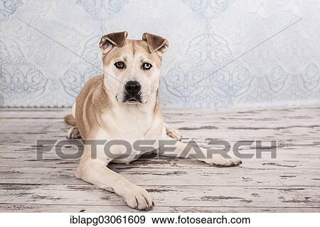"Akita Inu mixed-breed dog, lying" View Large Photo Image Stock Photo - "Akita Inu mixed-breed dog, lying". Fotosearch
