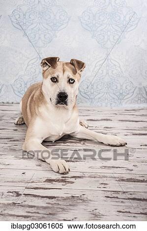 "Akita Inu mixed-breed dog, lying" View Large Photo Image Stock Photography - "Akita Inu mixed-breed dog, lying". Fotosearch