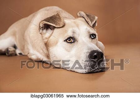 "Akita Inu mixed-breed dog, lying" View Large Photo Image Stock Photography - "Akita Inu mixed-breed dog, lying". Fotosearch