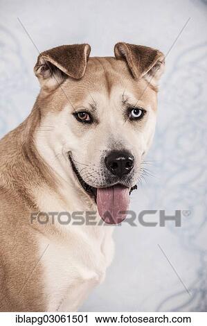 "Akita Inu mixed-breed dog, portrait" View Large Photo Image Stock Image - "Akita Inu mixed-breed dog, portrait". Fotosearch