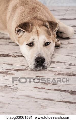 "Akita Inu mixed-breed dog, portrait" View Large Photo Image Stock Image - "Akita Inu mixed-breed dog, portrait". Fotosearch