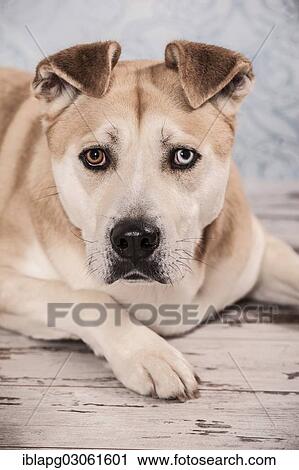 "Akita Inu mixed-breed dog, portrait" View Large Photo Image Stock Image - "Akita Inu mixed-breed dog, portrait". Fotosearch