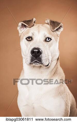 "Akita Inu mixed-breed dog, portrait" View Large Photo Image Stock Image - "Akita Inu mixed-breed dog, portrait". Fotosearch
