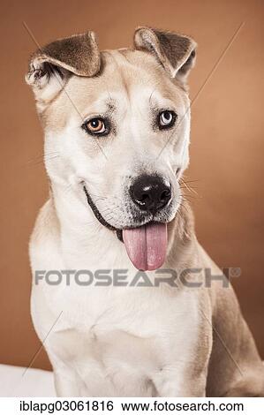 "Akita Inu mixed-breed dog, portrait" View Large Photo Image Stock Photograph - "Akita Inu mixed-breed dog, portrait". Fotosearch