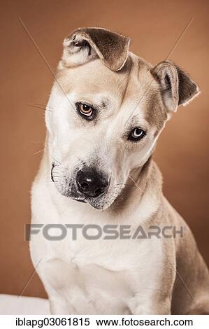 "Akita Inu mixed-breed dog, portrait" View Large Photo Image Stock Photography - "Akita Inu mixed-breed dog, portrait". Fotosearch