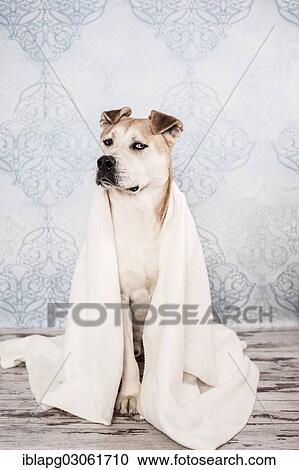 "Akita or Akita Inu mix, dog wrapped in a blanket" View Large Photo Image Stock Image - "Akita or Akita Inu mix, dog wrapped in a blanket". Fotosearch
