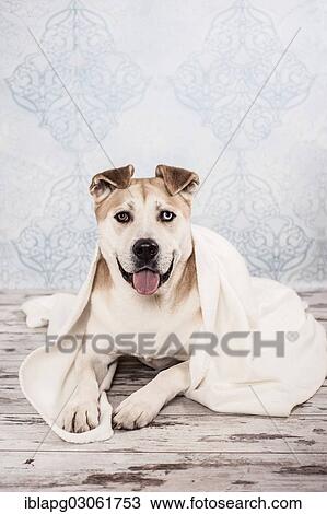 "Akita or Akita Inu mix, dog wrapped in a blanket" View Large Photo Image Stock Image - "Akita or Akita Inu mix, dog wrapped in a blanket". Fotosearch