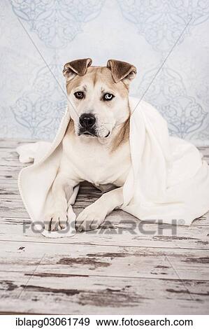 "Akita or Akita Inu mix, dog wrapped in a blanket" View Large Photo Image Stock Photo - "Akita or Akita Inu mix, dog wrapped in a blanket". Fotosearch