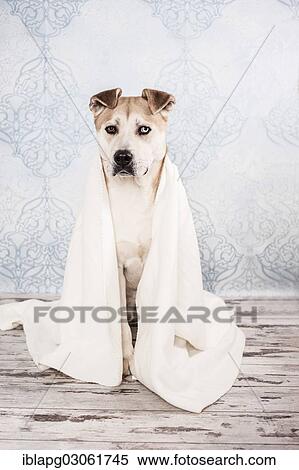 "Akita or Akita Inu mix, dog wrapped in a blanket" View Large Photo Image Stock Photography - "Akita or Akita Inu mix, dog wrapped in a blanket". Fotosearch