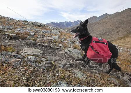 "Alaskan Husky as pack dog, with back pack, Tombstone Mountains Territorial Park, Yukon Territory, Canada, North America" View Large Photo Image Stock Photo - "Alaskan Husky as pack dog, with back pack, Tombstone Mountains Territorial Park, Yukon Territory, Canada, North America". Fotosearch