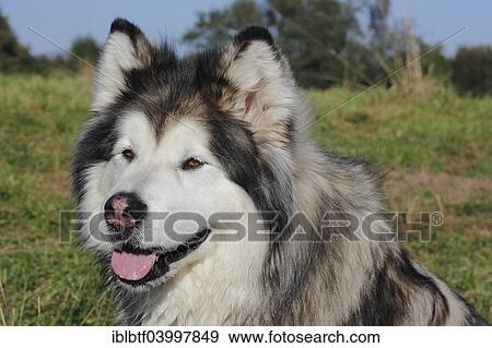 "Alaskan Malamute, female, 11 years, North Rhine-Westphalia, Germany, Europe" View Large Photo Image Stock Photo - "Alaskan Malamute, female, 11 years, North Rhine-Westphalia, Germany, Europe". Fotosearch