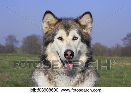 "Alaskan Malamute, female" View Large Photo Image Stock Image - "Alaskan Malamute, female". Fotosearch